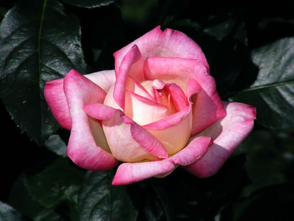 Iobelle photo io2013_08140010_zps846dc9df.jpg